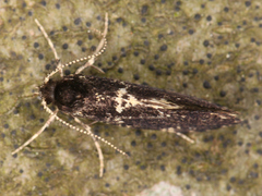 Lepidoptera
