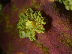 Doris pseudoargus