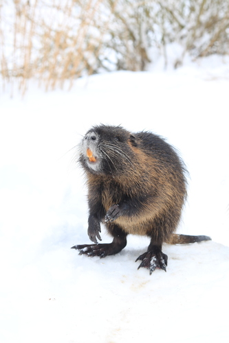 Coypu, photo 5 of 9