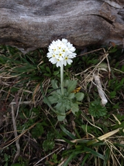 Primula magellanica