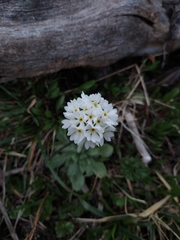 Primula magellanica