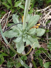 Primula magellanica