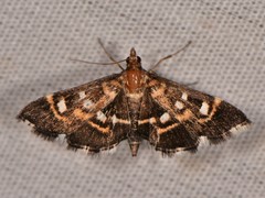 Diathrausta