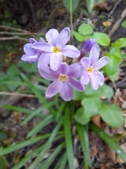Tulbaghia maritima