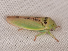 Hamana dictitoria