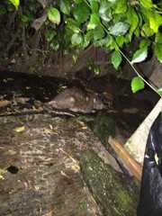 Rattus argentiventer