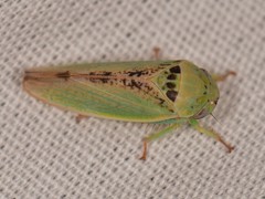 Hamana dictitoria