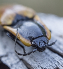 Semiotus luteipennis