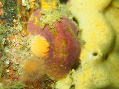 Doris pseudoargus