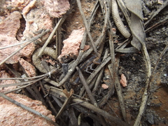 Uroplectes marlothi