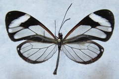 Ithomia patilla