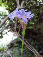 Tulbaghia maritima