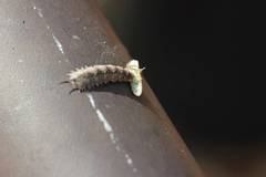 Dasysyrphus bilineatus