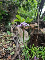 Tulbaghia maritima