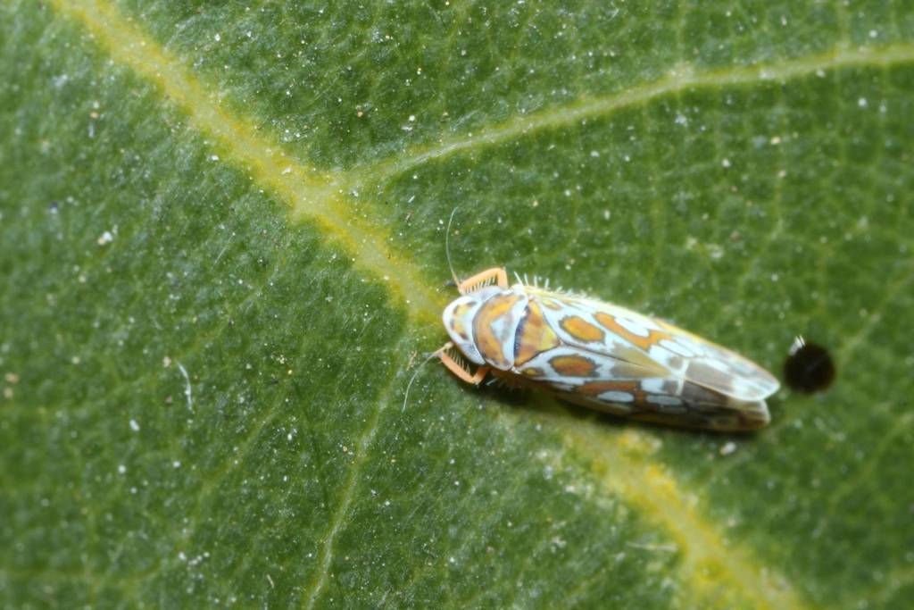 Diomma