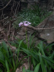 Tulbaghia maritima