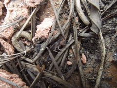 Uroplectes marlothi
