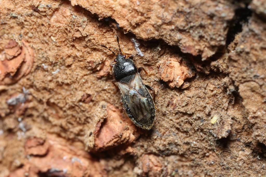 Dimorphopterus bicoloripes