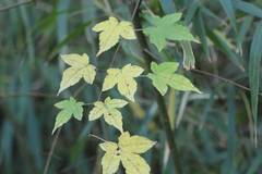 Acer crataegifolium
