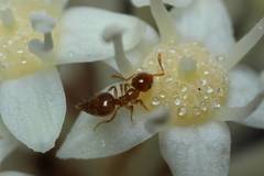 Crematogaster osakensis