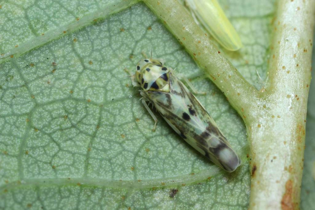 Agnesiella