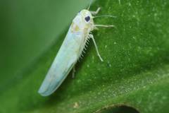 Alebroides hachijonis
