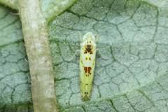 Limassolla multipunctata