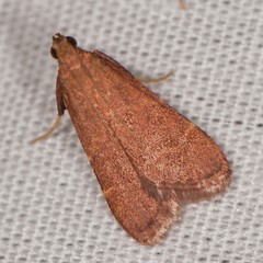 Arta epicoenalis