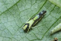 Aguriahana triangularis