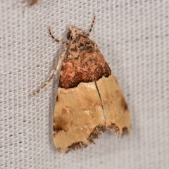 Cobubatha dividua