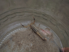 Uroplectes marlothi