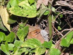 Indosylvirana nicobariensis