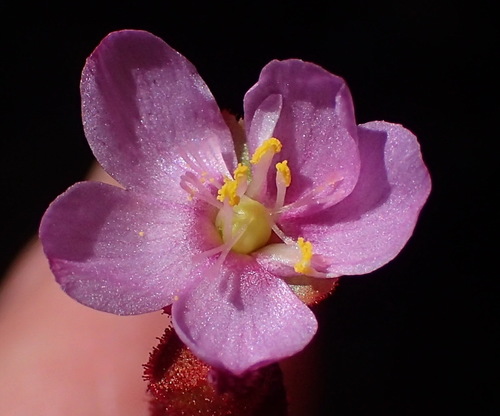 Australian sundew (Drosera aliciae)