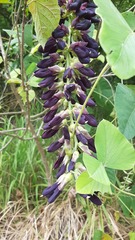 Mucuna pruriens utilis