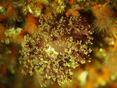 Dendronotus lacteus