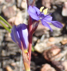 Aristea simplex