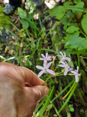 Tulbaghia maritima