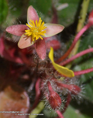 Acrotrema arnottianum