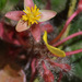 Acrotrema arnottianum - Photo (c) Chief RedEarth, μερικά δικαιώματα διατηρούνται (CC BY-NC-ND), uploaded by Chief RedEarth