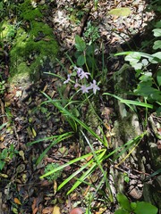 Tulbaghia maritima