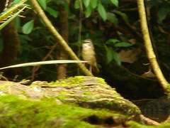 Myiothlypis rivularis