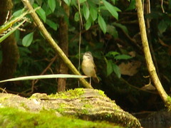 Myiothlypis rivularis