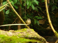 Myiothlypis rivularis