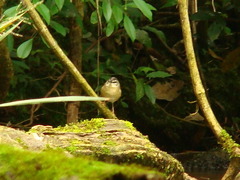 Myiothlypis rivularis