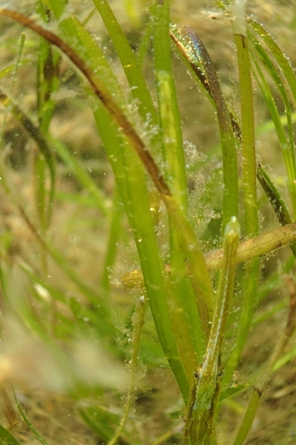 Broadnosed Pipefish, Ireland, photo 10 of 10