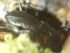 Carabus irregularis