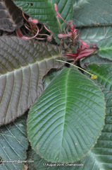 Acrotrema arnottianum
