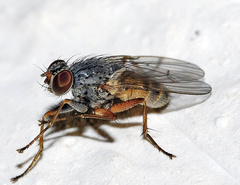 Lispocephala brachialis