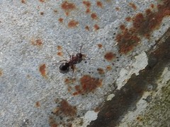 Dolichoderus sibiricus