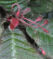 Acrotrema arnottianum